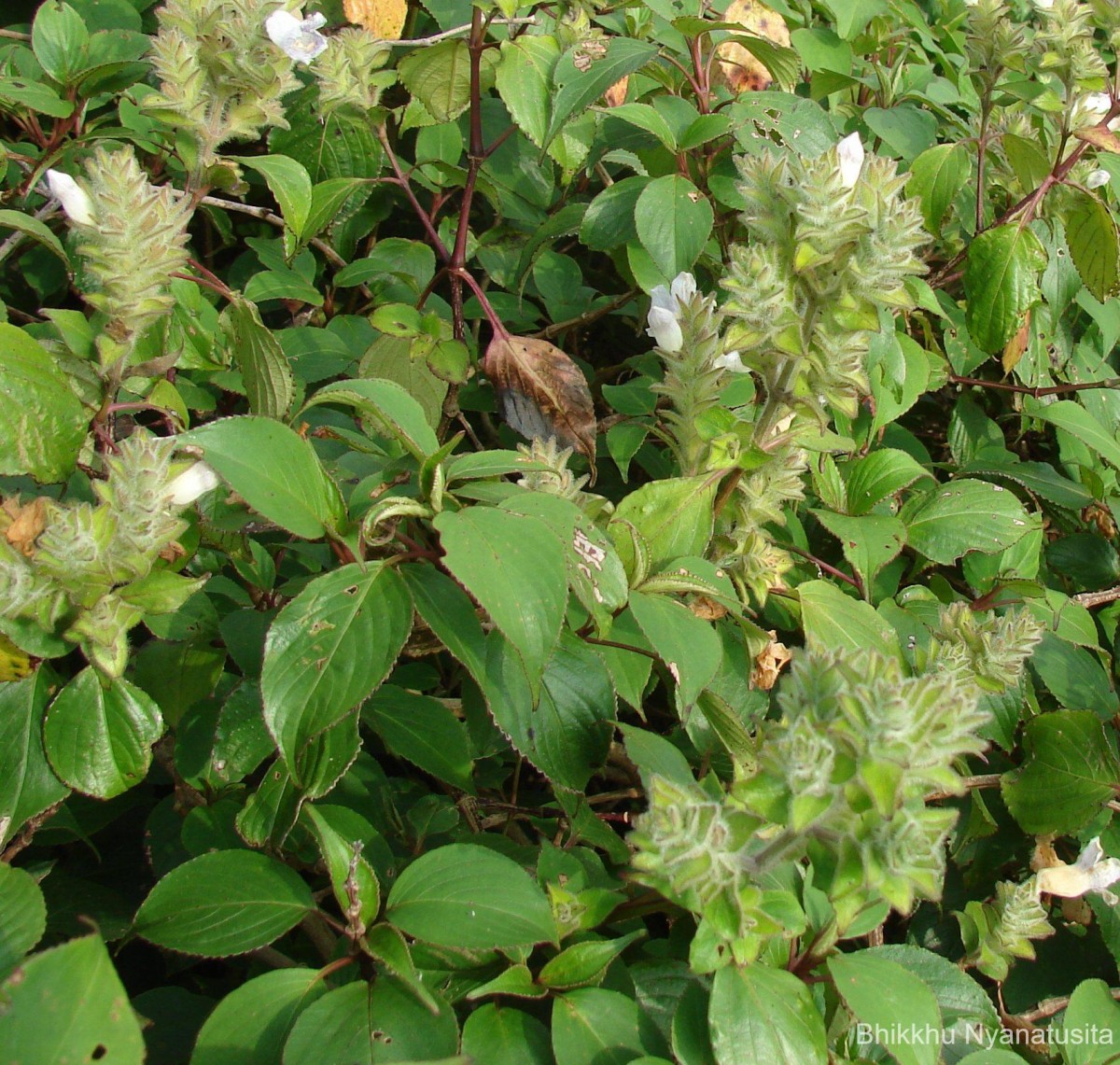 Strobilanthes rhamnifolia var. rhamnifolia (Nees) T. Anderson